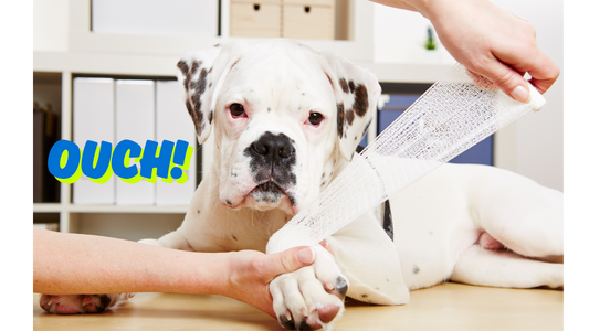 6 Vet-Approved Tips to Support Your Dog’s Hip and Joint Health
