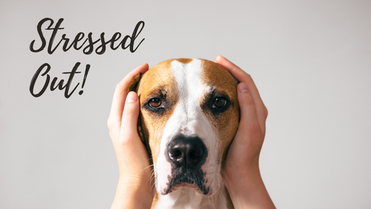 Signs Your Pet Might Be Stressed (And How to Help)