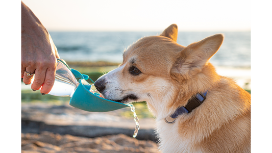 The Ultimate Guide to Keeping Your Dog Hydrated on the Go